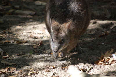 High angle view of parma wallaby on land