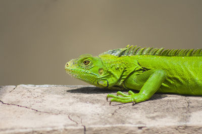 Close-up of lizard