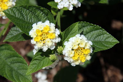 Close-up of white flowering plant