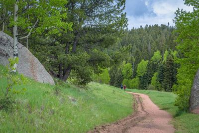 Road amidst trees and plants on field