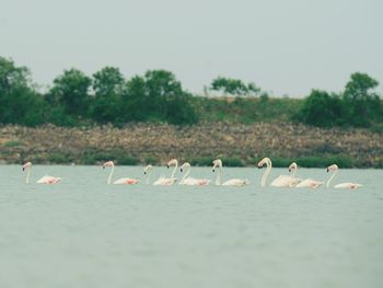 Flock of birds on shore