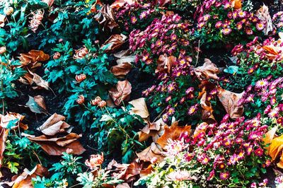 Full frame shot of multi colored flowers