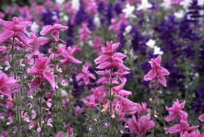 Close-up of pink flowering plants