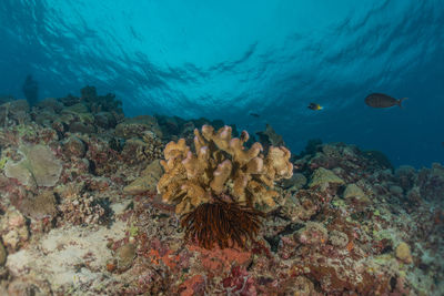 Close-up of coral in sea