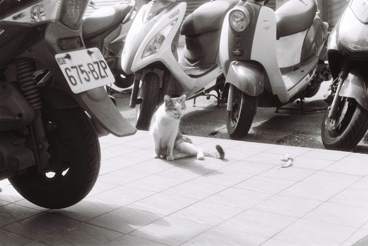 HIGH ANGLE VIEW OF A DOG