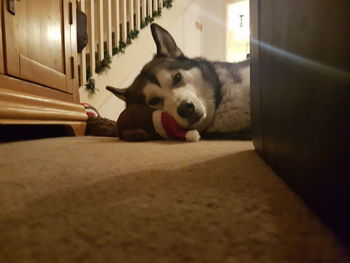 Portrait of dog relaxing at home