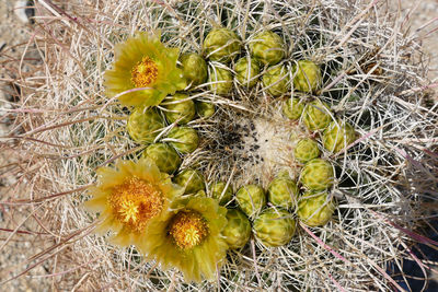 Close-up of fruit growing on plant