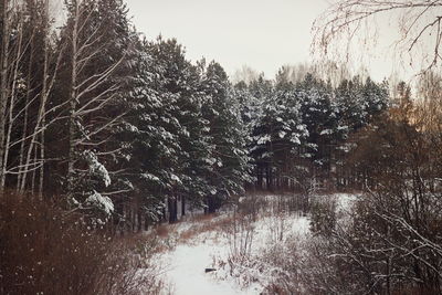 Snow covered trees in forest against sky