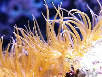 Close-up of coral in sea