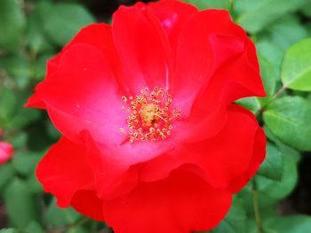 Close-up of red rose flower