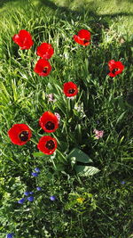 Close-up of poppy flowers growing in field