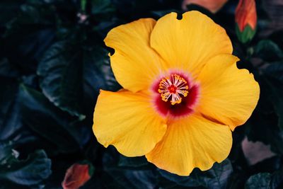 Close-up of yellow flower