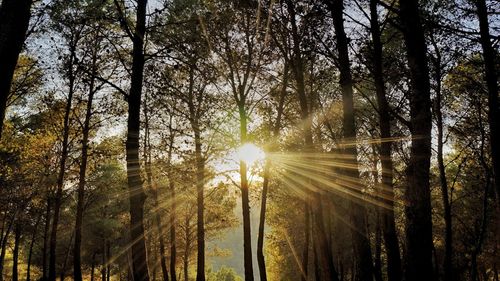 Sunlight streaming through trees in forest against bright sun