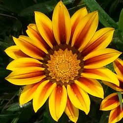 Close-up of yellow flower