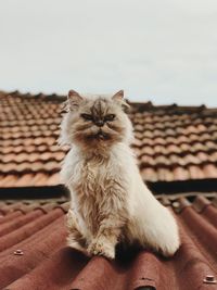 Portrait of cat sitting on roof