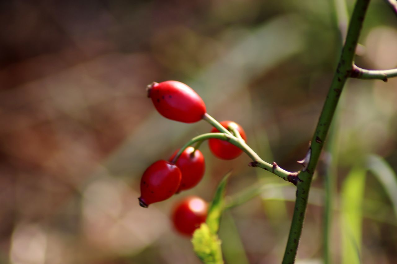 CLOSE-UP OF BERRIES ON PLANT