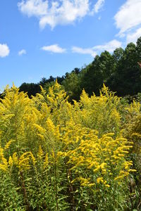 Scenic view of oilseed rape field against sky