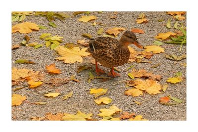 High angle view of bird on leaves