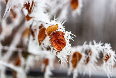 Close-up of snow covered plant