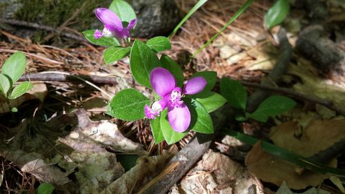 Close-up of purple flowers