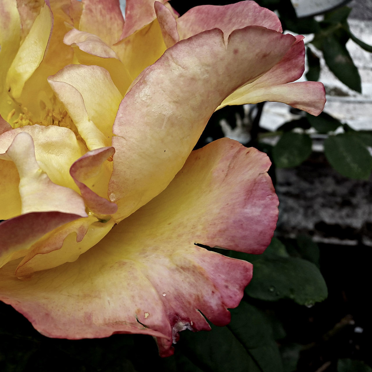 CLOSE-UP OF FRESH PINK ROSE IN BLOOM