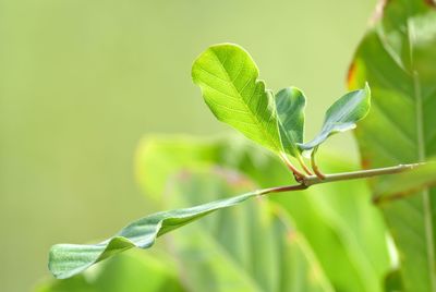 Close-up of green leaves