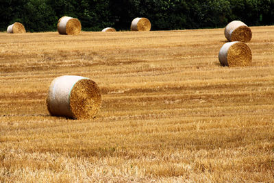 Hay bales on field