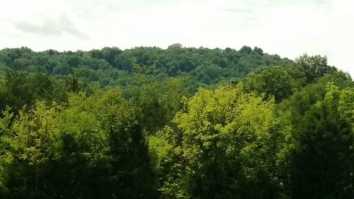 High angle view of trees in forest against sky