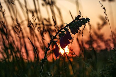 Close-up of silhouette plants on field during sunset