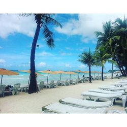 Palm trees on beach