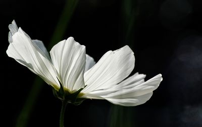 Close-up of white flowers against black background