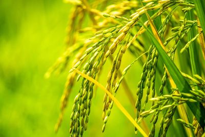 Close-up of wheat growing on farm