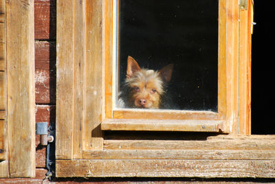 Portrait of dog looking through window