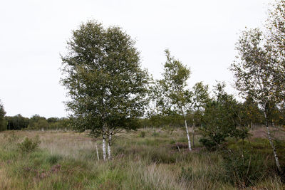 Trees on field against clear sky