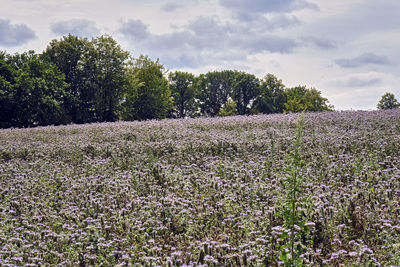 Plants growing on field against sky