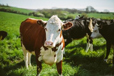 Cattle grazing on grassy field