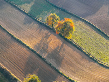 High angle view of agricultural field