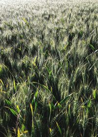 Plants growing on field