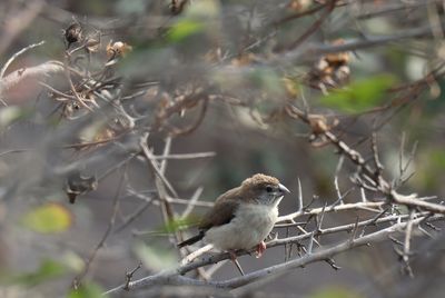 Close-up of bird perching on branch