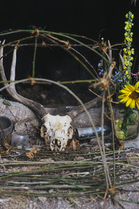 Animal skull by twigs and flowers on field