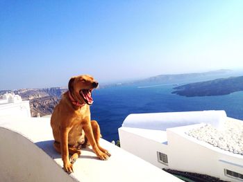 Dog yawning on building terrace against sea at santorini