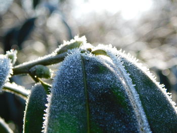 Close-up of frozen plant during winter