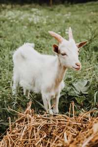 View of a sheep on field