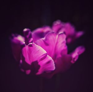 Close-up of flowers