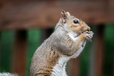 Close-up of squirrel