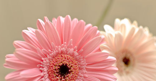 Close-up of pink flower blooming outdoors