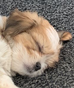 Close-up of dog sleeping