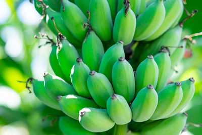 Fresh green banana on tree