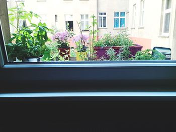 Potted plants on window sill