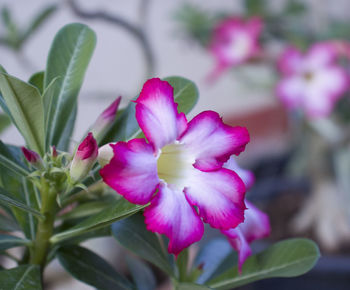 Close-up of pink flowering plant